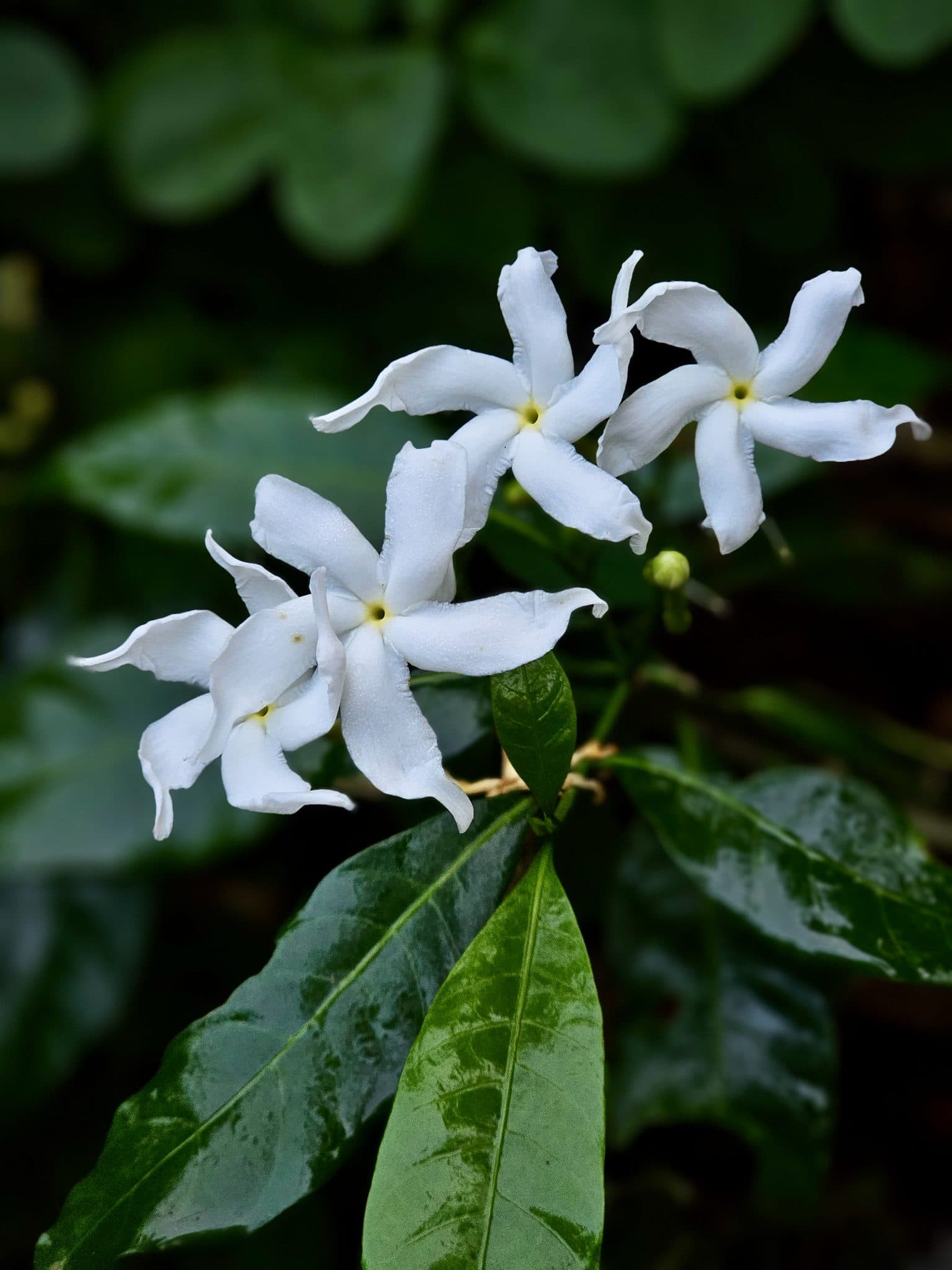 夜色中盛开的白色茉莉花